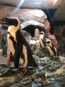 atlanta-zoo-georgia-zoo